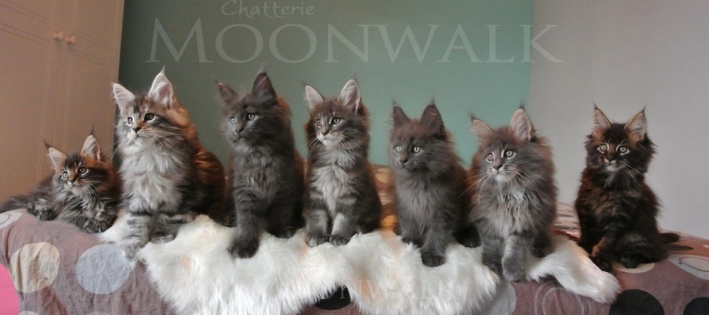 Les chatons de For Me 2013