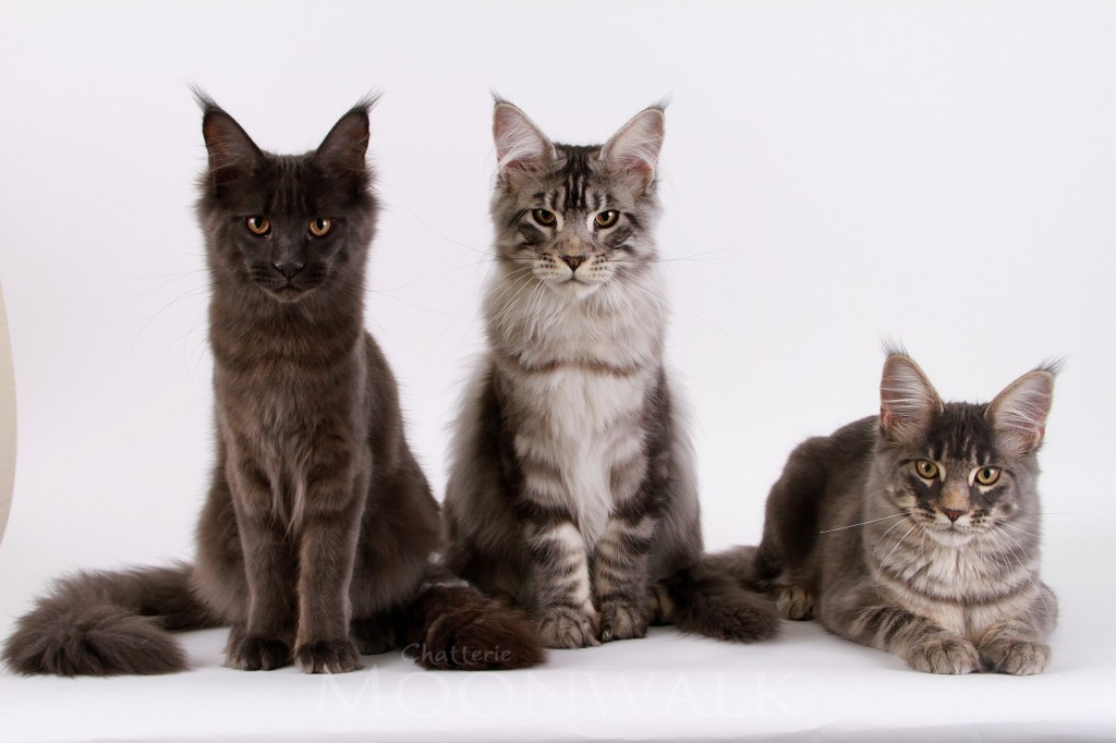 Nos trois chatons Maine coon âgés de 5 mois .