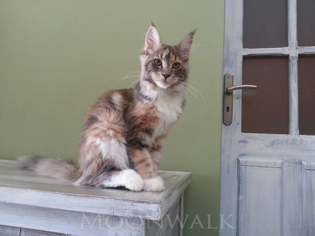 Fluffy Z matrixu CZ à 5 mois