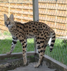 Azeem, Serval le grand père d'ichi Ban. 