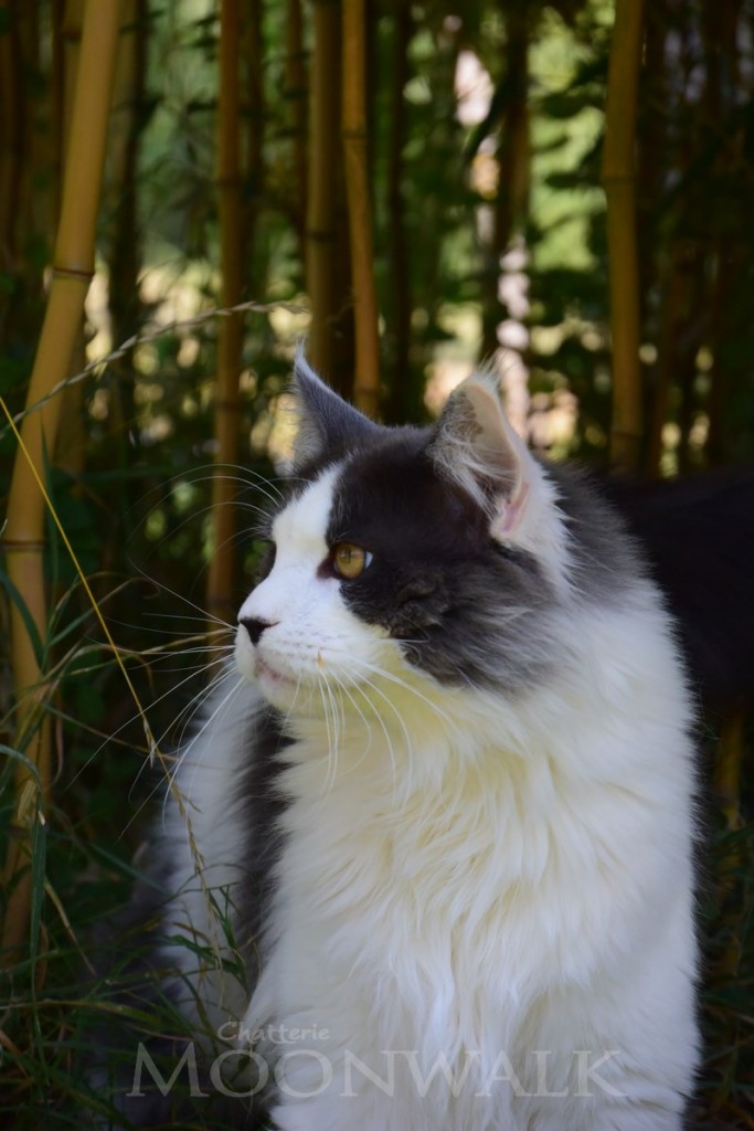 Le fauve dans sa savane 