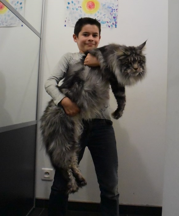 L Evolution Du Chaton Maine Coon Moonwalk I M Bad Chatterie Moonwalk