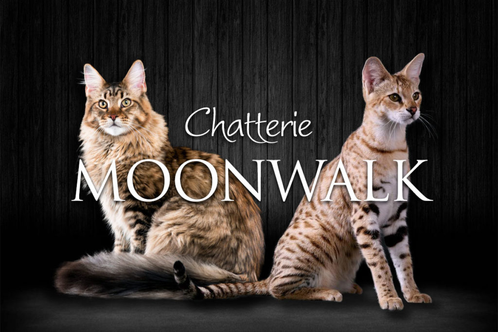 Chatterie Moonwalk