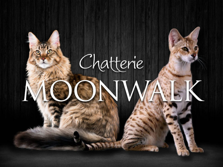 Chatterie Moonwalk