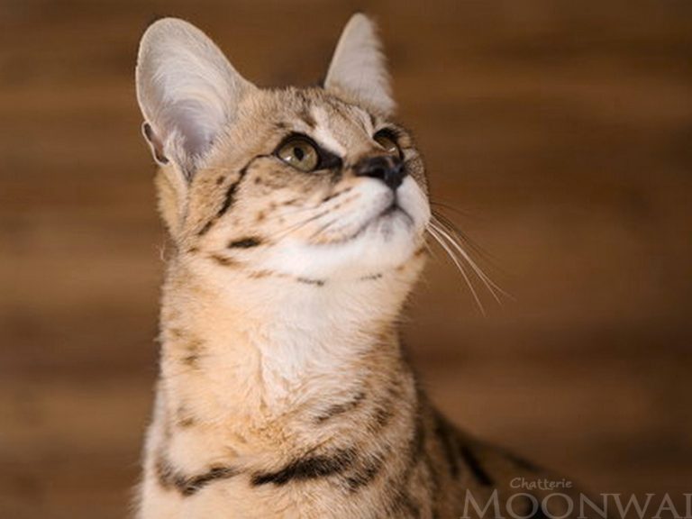 Moonwalk Séraphine - Femelle Savannah F1