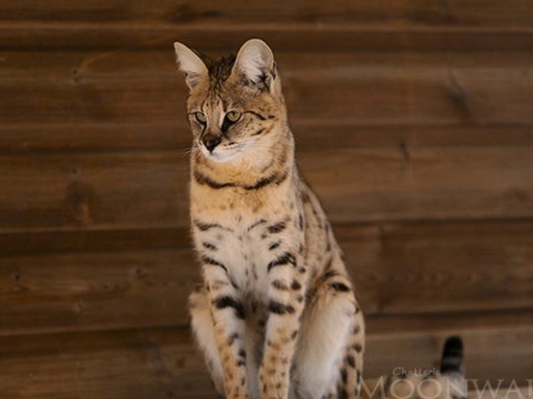 Moonwalk Séraphine - Femelle Savannah F1