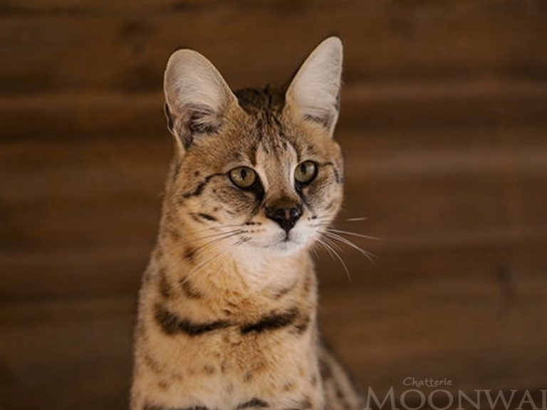 Moonwalk Séraphine - Femelle Savannah F1