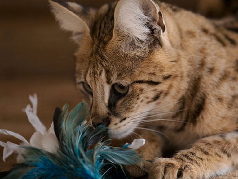 Moonwalk Séraphine - Femelle Savannah F1