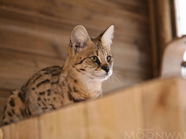 Moonwalk Séraphine - Femelle Savannah F1