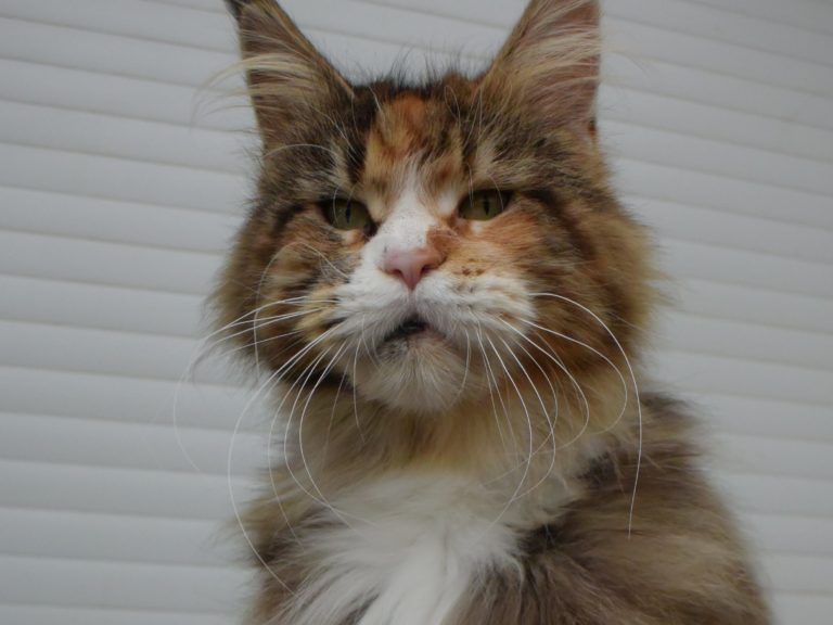 moonwalk Néverlade-femelle maine coon-Brown blotched tabby et blanc- chatterie moonwalkchatterieMoonwalk