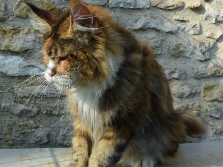 Moonwalk Néverland-femelle maine coon-Brown blotched tabby et blanc- chatterie moonwalkchatterieMoonwalk