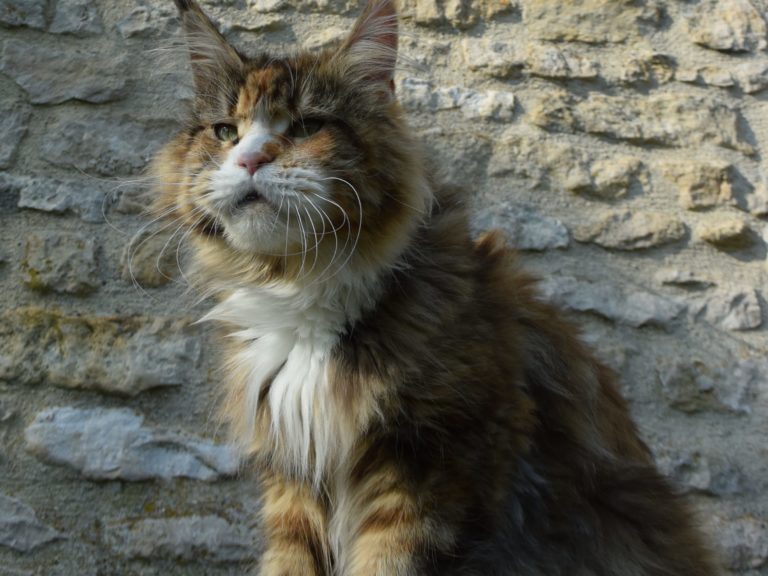 Moonwalk Néverland-femelle maine coon-Brown blotched tabby et blanc- chatterie moonwalkchatterieMoonwalk