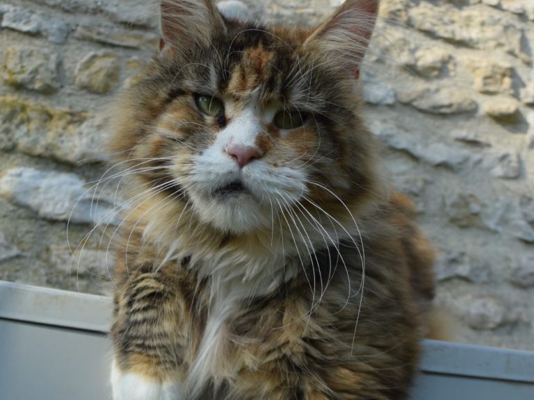 Moonwalk Néverland-femelle maine coon-Brown blotched tabby et blanc- chatterie moonwalkchatterieMoonwalk