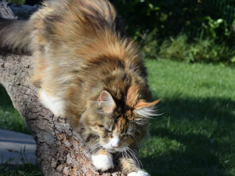 Moonwalk Néverland-femelle maine coon-Brown blotched tabby et blanc- chatterie moonwalkchatterieMoonwalk