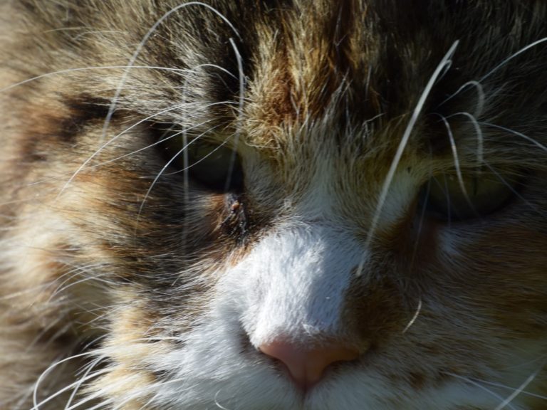 Moonwalk Néverland-femelle maine coon-Brown blotched tabby et blanc- chatterie moonwalkchatterieMoonwalk