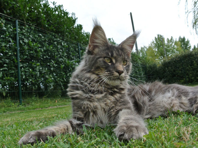 Chatterie Moonwalk - Maine coon