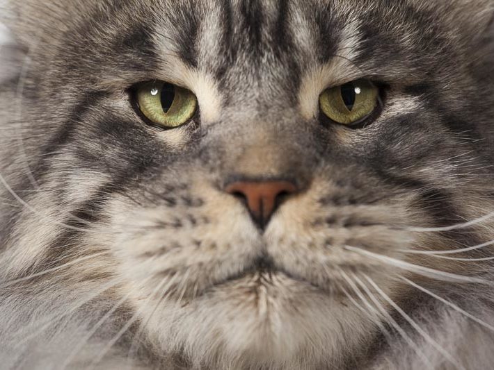 Chatterie Moonwalk - Maine Coon I'm Bad