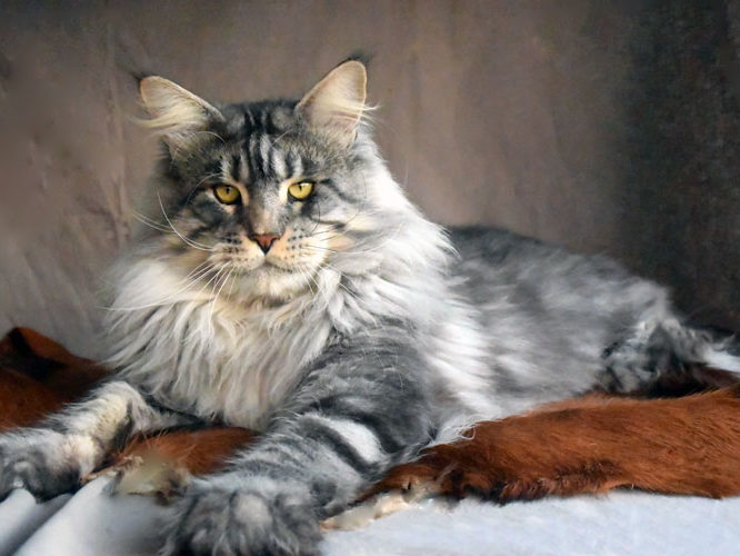 Chatterie Moonwalk - Maine Coon I'm Bad