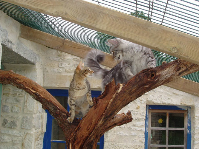 Chatterie Moonwalk - Maine coon & Savannah