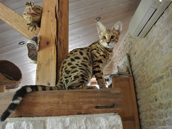 Moonwalk Ichi Ban - Savannah - Chatterie Moonwalk