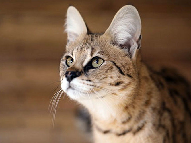 Chatterie Moonwalk - Savannah Séraphine