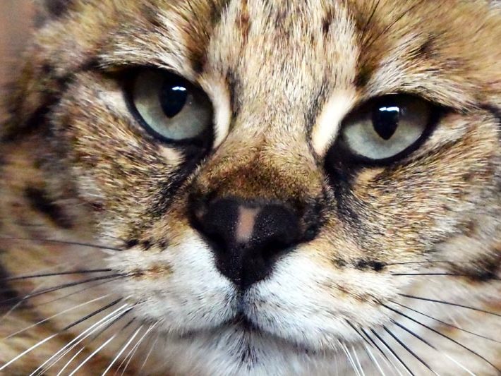 Chatterie Moonwalk - Savannah Séraphine