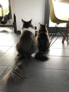 Moonwalk Magnum Maine coon xxl