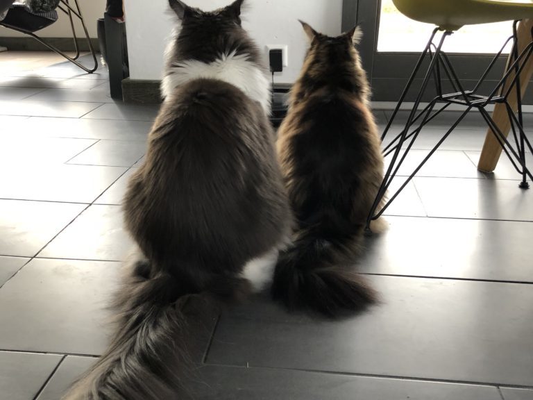 Moonwalk Magnum Maine coon xxl
