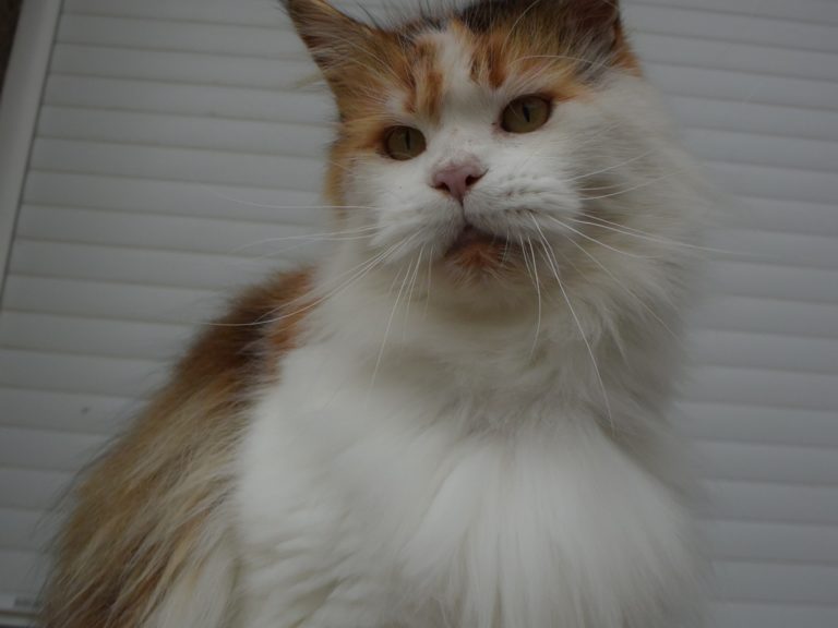 Moonwalk Marilyne Monroe -femelle maine coon-Brown tortie blotched tabby et blanc- chatterie moonwalk