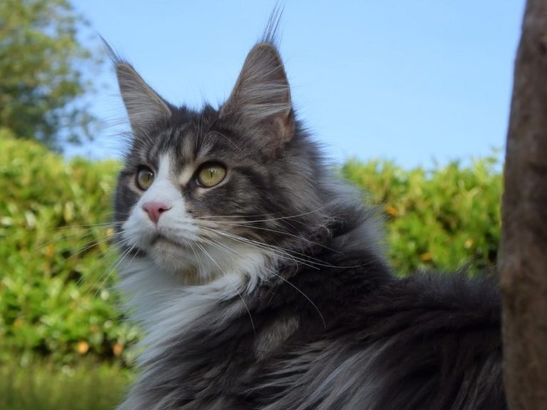 Moonwalk New York femelle maine coon- Bleue silver et blanc- chatterie moonwalk