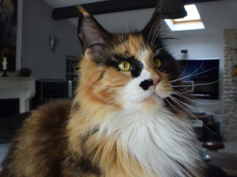 Moonwalk Oh Billie Jeans femelle maine coon-Black tortie blotched tabby et blanc- chatterie moonwalk