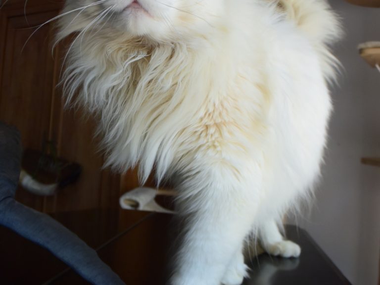 Oncle Jon Snow mâle maine coon blanc aux yeux bleus-chatterie-moonwalk