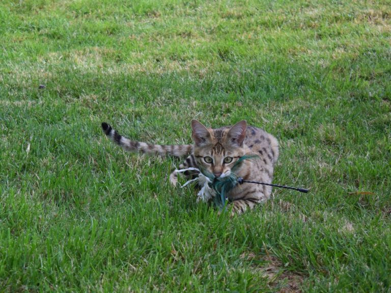 Moonwalk Querida Mia femelle savannah de generation F2 - Brown spotted tabby-chatterie Moonwalk