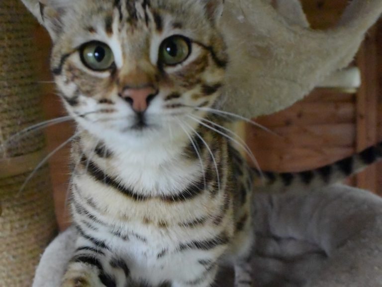 Moonwalk Querala femelle savannah de generation F2 - Brown spotted tabby-chatterie Moonwalk
