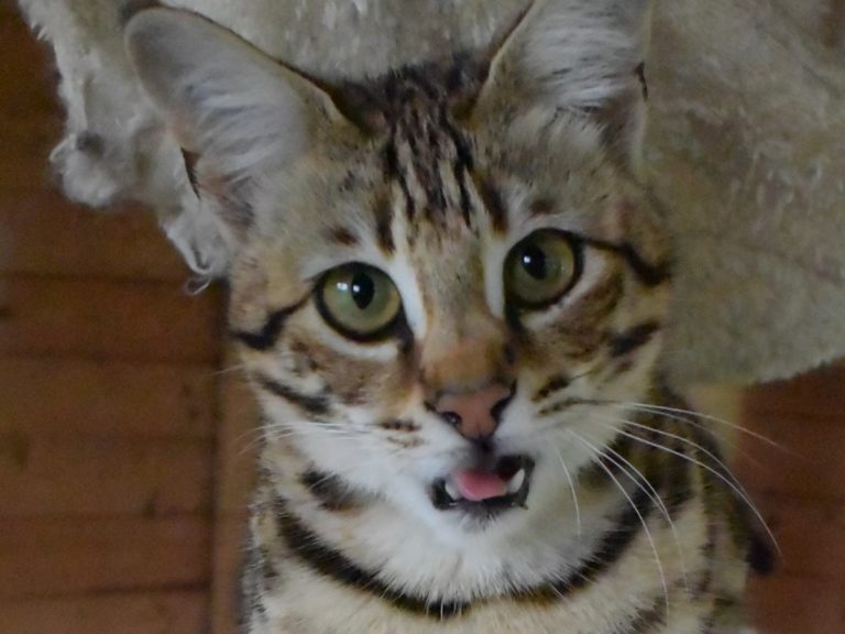 Moonwalk Querala femelle savannah de generation F2 - Brown spotted tabby-chatterie Moonwalk