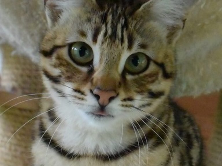 Moonwalk Querala femelle savannah de generation F2 - Brown spotted tabby-chatterie Moonwalk