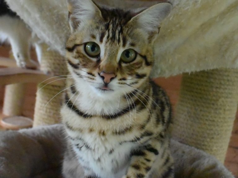 Moonwalk Querala femelle savannah de generation F2 - Brown spotted tabby-chatterie Moonwalk