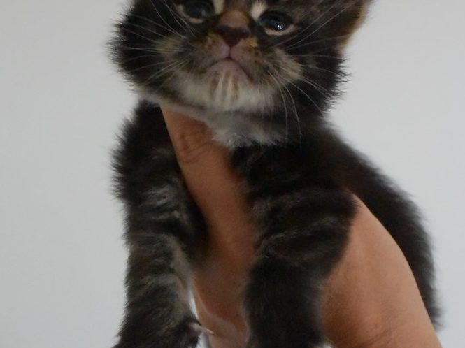 Rahan - chatterie moonwalk