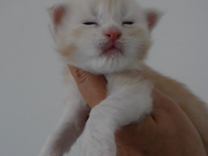 Moonwalk Red Bubbles, mâle maine coon red silver mackerel tabby-chatteriemoonwalk