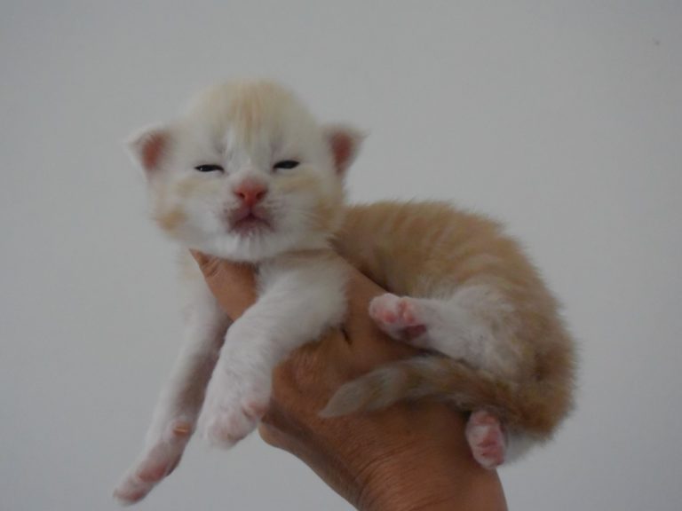 Moonwalk Red bubble, chaton maine coon-chatterieMoonwalk