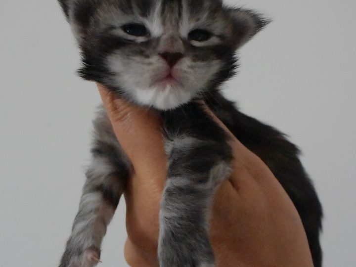 Moonwalk Raku, chaton maine coon-chatterieMoonwalk