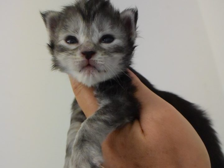 Moonwalk Ribicube, femelle maine coon Black silver tortie et blanc-chatteriemoonwalk