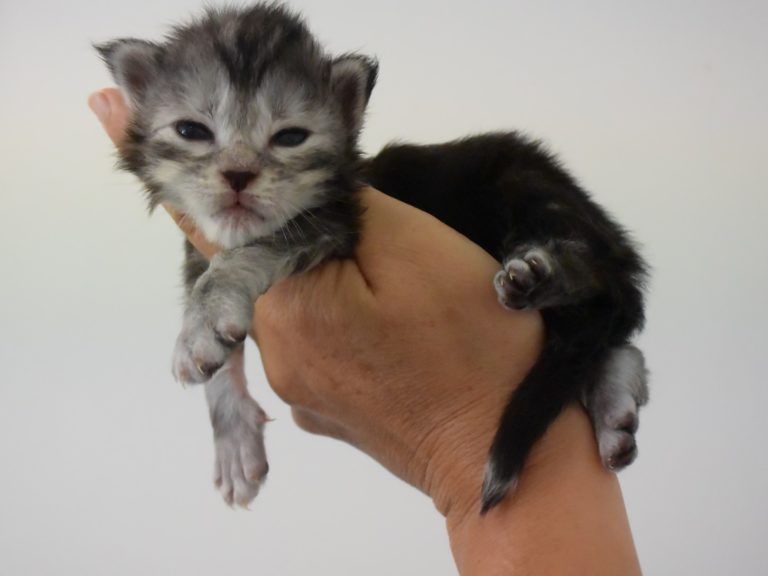 Moonwalk Ribicube, femelle maine coon Black silver tortie et blanc-chatteriemoonwalk