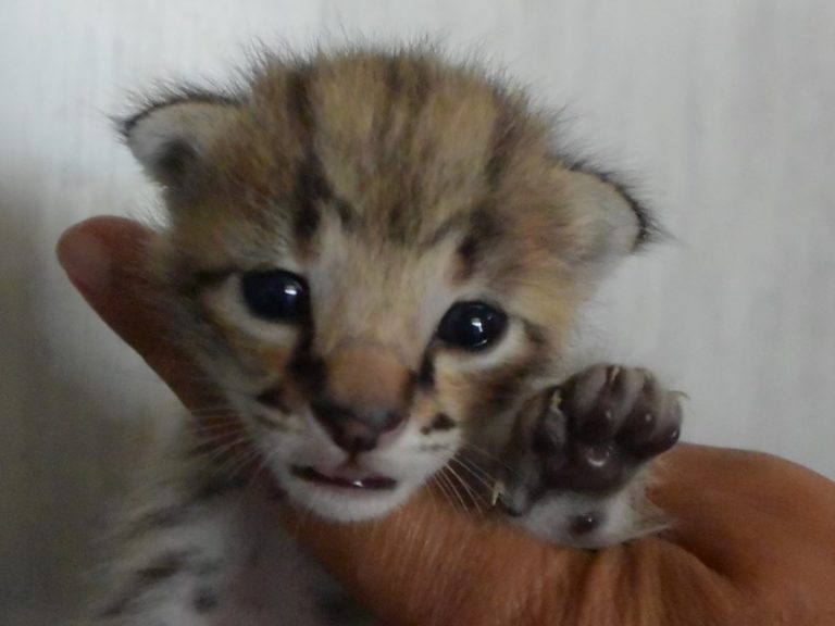 Moonwalk Querida Mia femelle savannah de generation F2 - Brown spotted tabby-chatterie Moonwalk