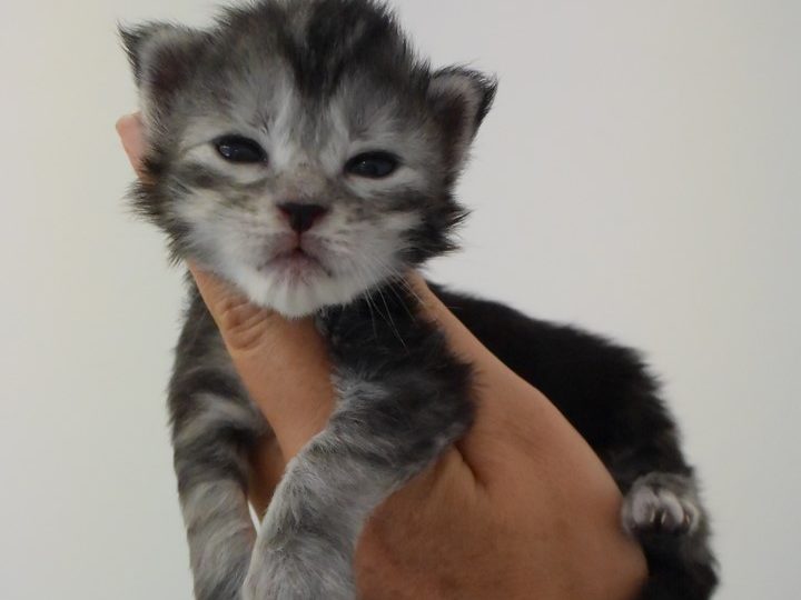 Moonwalk Rêve éveillé, chaton maine coon-chatterieMoonwalk