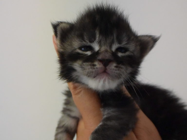 Moonwalk Roméo, chaton maine coon-chatterieMoonwalk