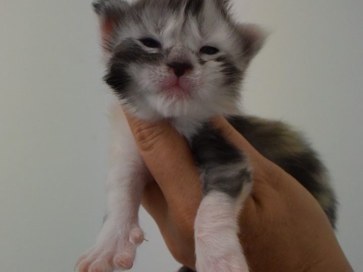 Moonwalk Ribicube, femelle maine coon Black silver tortie et blanc-chatteriemoonwalk