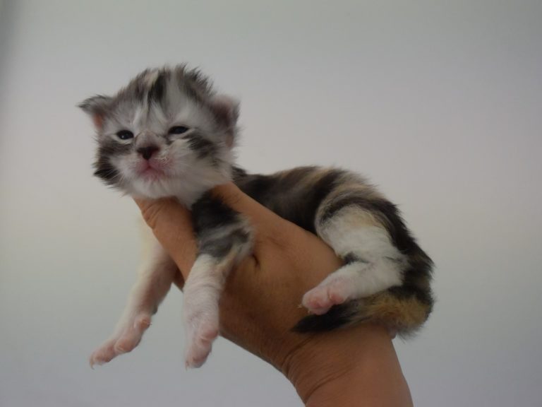 Moonwalk Ribicube, femelle maine coon Black silver tortie et blanc-chatteriemoonwalk