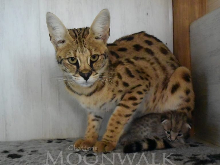 Maman F1 et chaton-Moonwalk Querida Mia femelle savannah de generation F2 - Brown spotted tabby-chatterie Moonwalk