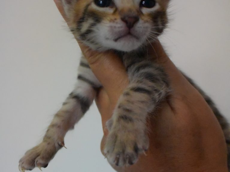 Rose sauvage chaton savannah F4-chatterie-moonwalk